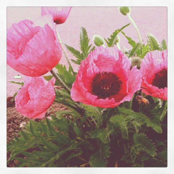 poppies